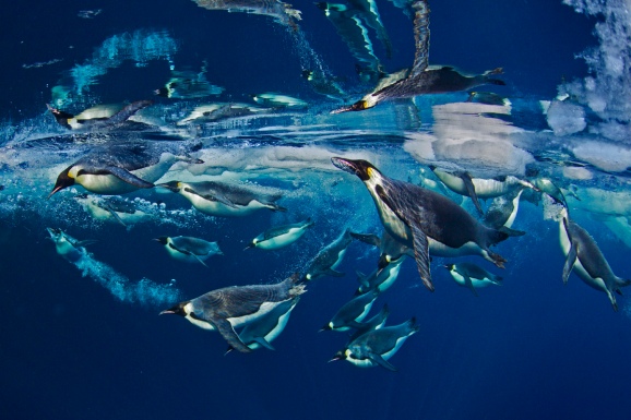 "Emperor Penguins" Paul Nicklen, Ross Sea Antarctica, 2009