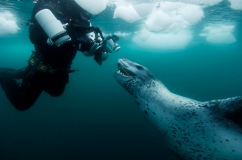 "Leopard Seal" Paul Nicklen, Antarctica 2014